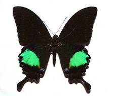 PAPILIO PARIS GEDEENSIS - unmounted butterfly picture