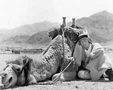 Peter O'Toole relaxes with his camel on set Lawrence of Arabia 8x10 photo picture
