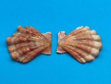 #7 Nodipecten fragosus 24.90mm, baby lion paw shell picture