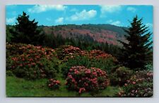 Roan Mountain Rhododendron In Bloom Near Johnson City TN Postcard picture