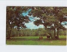 Postcard Horses Grazing in the Shade picture