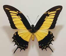 LOT OF 5 PAPILIO ANDROGEUS A1 UNMOUNTED WINGS CLOSED FROM PERU NEW ARRIVAL. picture