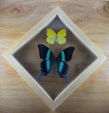Real Framed Butterflies Green Peacock Swallowtail & Common Yellow Brimstone picture