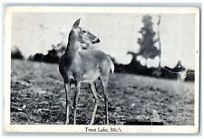 c1905's Deer Hunting Fishing Swimming Boating Trout Lake Michigan MI Postcard picture
