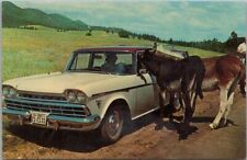 Vintage 1950s BLACK HILLS South Dakota Postcard Donkeys Begging for Food at Car picture