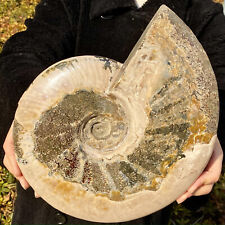 9.5LB atural beautiful Color Conch Ammonite Fossil Quartz Specimen Reiki picture