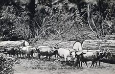 CHEHALIS WA - Old Way Of Logging Near Chehalis Postcard picture