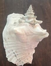 VTG Large Natural Pink Queen Conch Sea Shell Seashell 8
