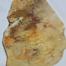 INDONESI PETRIFIED CORAL SLAB ~179 gr/ rough agate jasper mineral rock red white picture
