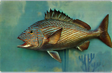 Grunt Fish Most Common Reef Fish In South Florida Postcard picture