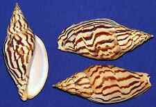 Harpulina lapponica loroisii Volute Voluta Seashell ~3-1/2