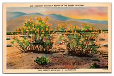 Creosote Bushes In Bloom On The Desert, California Postcard picture