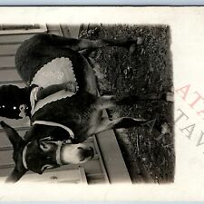 c1910s Cute Little Boy Ride Donkey RPPC Bonita Child Happy Kid Smile Kennes A191 picture
