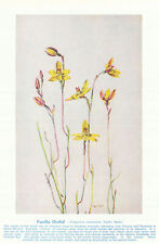 Vanilla Orchid (Thelymitra antennifera). West Australian Wild Flowers 1950 picture