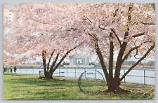 Washington DC, Jefferson Memorial & Cherry Blossoms, Vintage Postcard picture