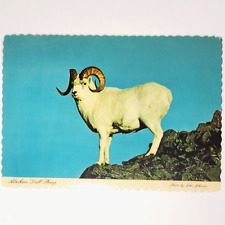 Alaskan Dall Sheep Vintage Postcard picture