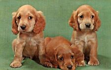 Vintage Dog Postcard   THREE BROWN PUPPIES 