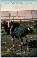 Postcard Sweethearts at the Cawston Ostrich Farm, CA N91 picture