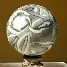 3.5lb Large Natural Gray White Shell Fossil Crystal Sphere Reiki Mineral Healing picture