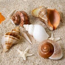 Opening Beach Large Hermit Crab Shells Natural Sea Size 2.8 - 3.9 Si 5PCS picture