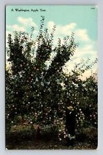 WA-Washington, A Washington Apple Tree, Vintage Postcard picture