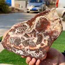 1.44LB Natural Crazy Banded Lace Agate Crystal Polished Slice Mexican Healing picture