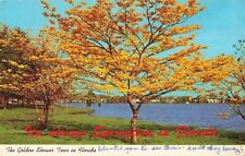 Fort Lauderdale Florida, Golden Shower Trees, Vintage Postcard picture