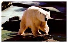 AK Alaska An Alaskan Polar Bear Chrome Postcard picture