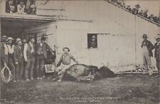 A Buffalo Hog Tied Cody Wyoming Albertype Co. Unposted Postcard picture