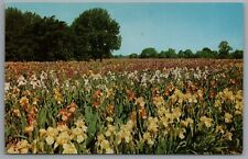 Vincennes IN Edenwald Gardens in Bloom c1959 Chrome Postcard picture