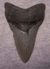 MEGALODON Shark Tooth 4 1/16