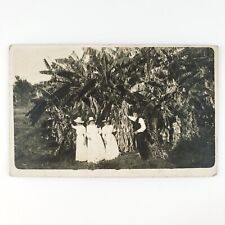 Banana Tree Women RPPC Postcard c1910 Farm Ladies Man Bushes Real Photo D1361 picture