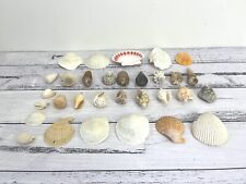 30 x Mixed Real Rare Sea Shells Fish Tank Home Styling Decorations Beach Bundle picture