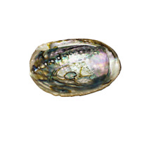 Abalone Seashell Extra Large picture