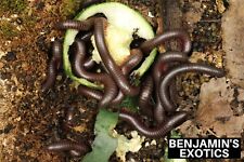 American Giant Millipedes Babies Captive Bred (10 Pack) Narceus americanus picture