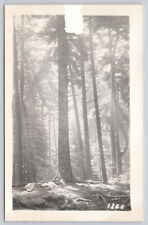 RPPC Cathedral Woods Monhegan, Maine WB (745) picture