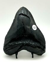 MASSIVE Ancient MEGALODON Shark Tooth ~ 5 3/4 ~ 23/3.6 Million Years Old - RRSK7 picture