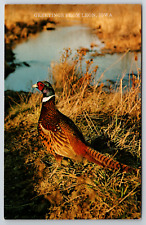 c1960s Greetings Leon Iowa Ringneck Pheasant Vintage Postcard picture