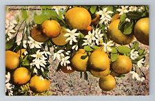 Grapefruit And Blossoms In Florida Vintage Souvenir Postcard picture
