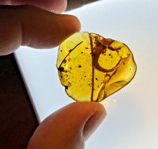 A101 BU1099 Rare partial reptile w/tail & hind legs in Burmese Amber 99 million picture