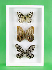 3 real beautiful and huge butterflies in the XXl showcase - single piece - 29 picture