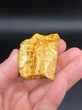 BALTIC AMBER ROYAL YELLOW STONE  22,0 g 100% NATURAL 琥珀色 العنبر picture