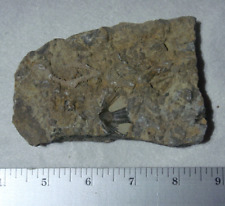 Fossil section Hamilton Co. Ohio, shells, corals - Ordovician Period picture