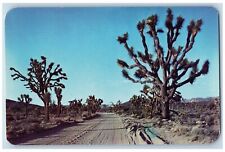 Postcard Joshua Tree Found In Nevada Arizona And California c1960's Vintage picture