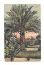 Date Palm Orlando Florida Postcard Vintage Art Colortone Posted 1900s picture