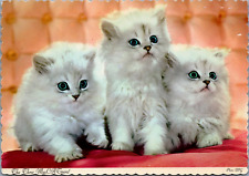 Snowheart Persians Sweet Furry White Kittens Blue Eyes The Three MusCATteers picture