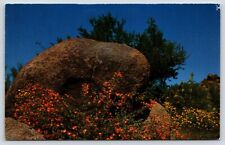 Spring Flowers in Desert Vintage Postcard picture