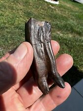 Florida Fossil High Quality Horse Molar picture