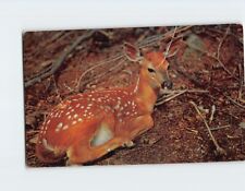 Postcard Beautiful Fawn Resting picture