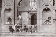 DOG Keeshond Wolfspitz at Sherborne Castle Dorset England Beautiful Print 1930s picture